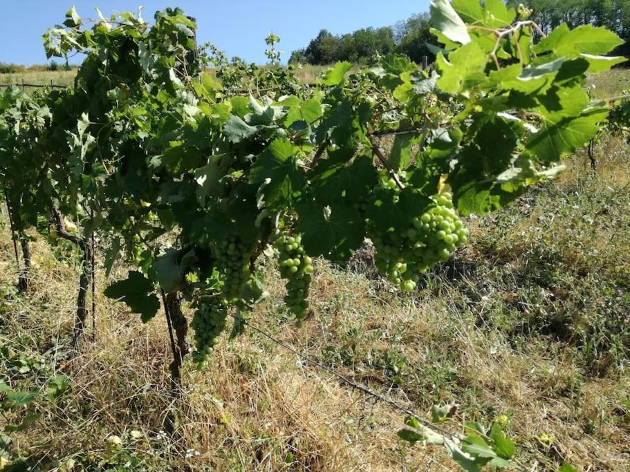 Momperone Oasi Di Mastarone - Il Vino E Le Rose 빌라 외부 사진